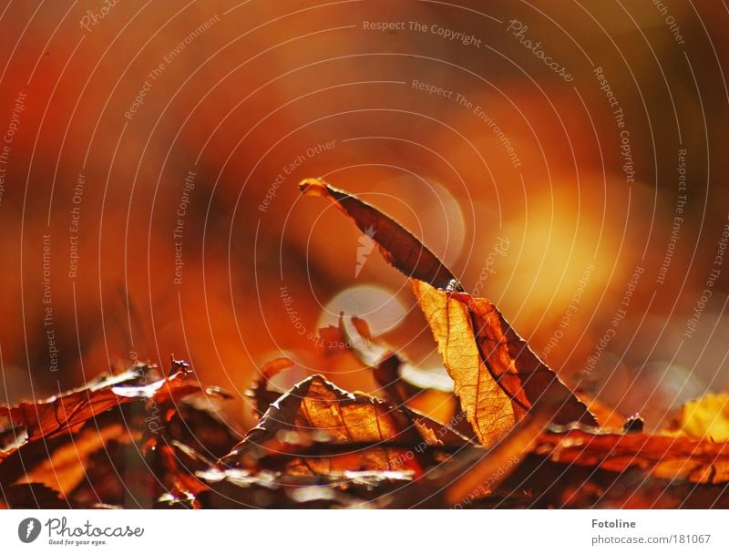 Herbstleuchten Farbfoto mehrfarbig Außenaufnahme Textfreiraum links Textfreiraum rechts Textfreiraum oben Tag Lichterscheinung Sonnenlicht Unschärfe Umwelt