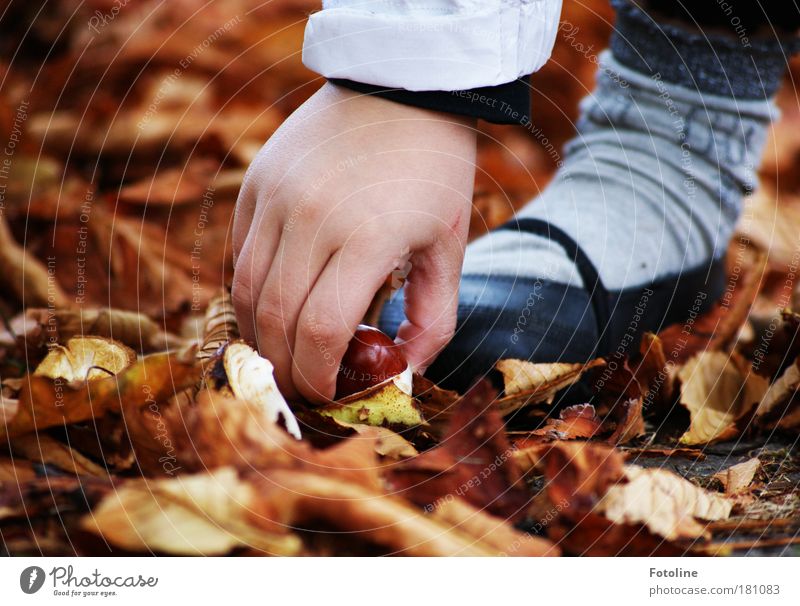 Meine Kastanie! Farbfoto mehrfarbig Außenaufnahme Nahaufnahme Tag Licht Sonnenlicht Mensch Kind Mädchen Hand Finger Fuß 1 Umwelt Natur Pflanze Erde Herbst