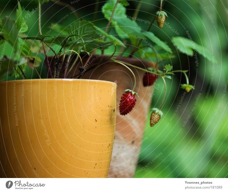 Spätsommer Früchte Farbfoto mehrfarbig Außenaufnahme Tag ruhig Häusliches Leben Wohnung Haus Garten Umwelt Natur Pflanze Blume Blatt Nutzpflanze Wildpflanze