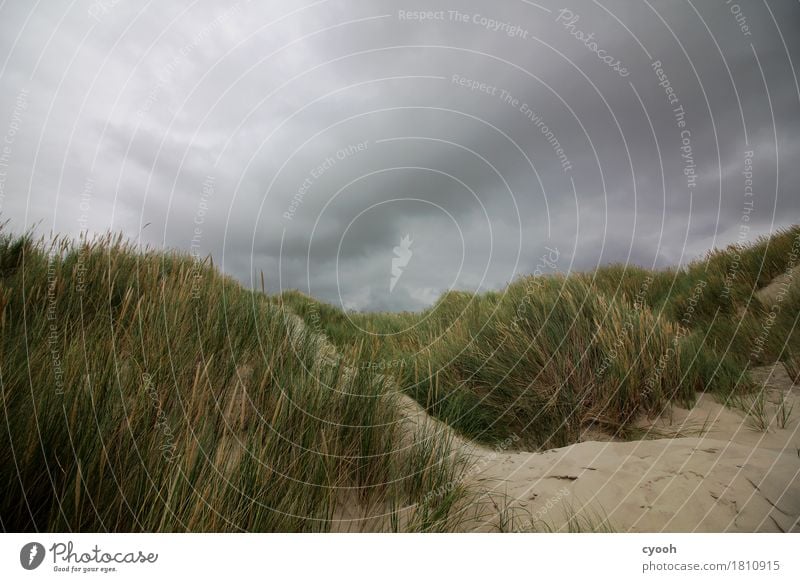 In Sturmrichtung Natur Landschaft Urelemente Sand Wolken Gewitterwolken Wetter schlechtes Wetter Unwetter Wind Strand bedrohlich dunkel nass Angst gefährlich