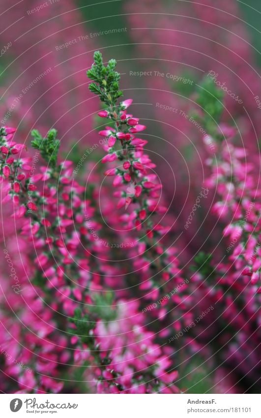 Heide Farbfoto Nahaufnahme Detailaufnahme Natur Pflanze Blume Gras Blüte Grünpflanze violett rosa Tod Trauer Heidekrautgewächse heideblüte Herbst Herbstfärbung