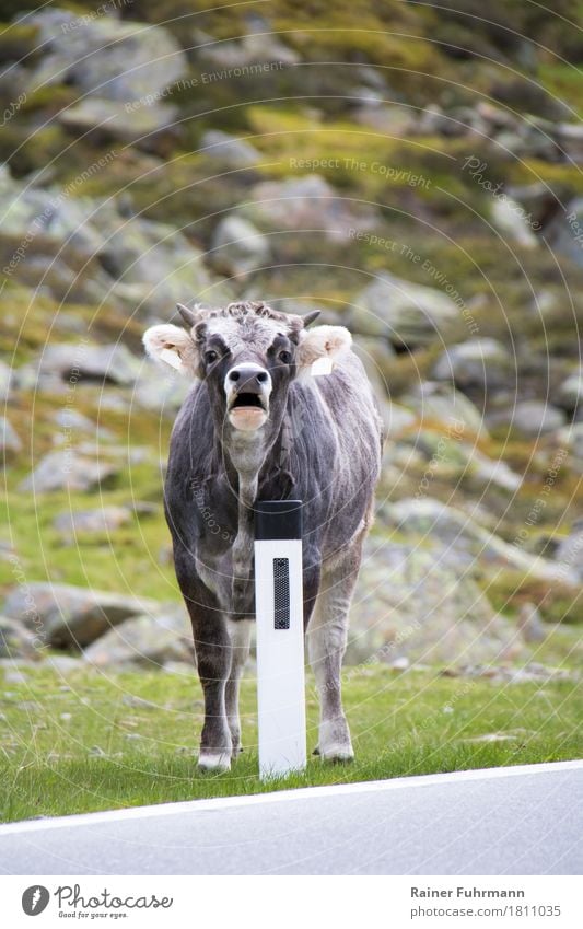 ein Bulle steht an der Strasse Natur Tier Straße Haustier Nutztier "Kuh Rind Bulle" 1 stehen gefährlich Farbfoto Außenaufnahme Tag Vorderansicht