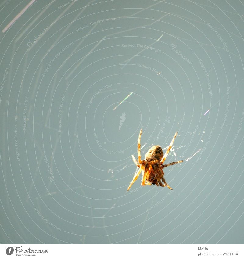 Spinne am Morgen ... Farbfoto Gedeckte Farben Außenaufnahme Menschenleer Textfreiraum links Textfreiraum oben Tag Totale Ganzkörperaufnahme Umwelt Natur Tier