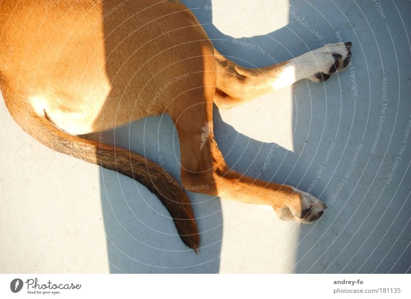 Hund Tier Haustier Fell Pfote 1 Beton braun grau Tierliebe ruhig Pause Schwanz Sonnenlicht 2 Beine liegen Rassehund Hinterteil Boden Vogelperspektive Farbfoto