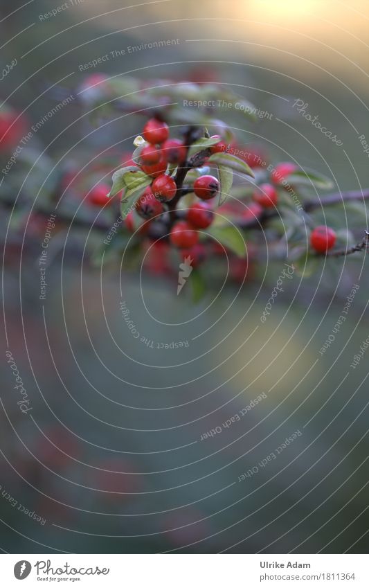 Beeren der Zwergmispel (Cotoneaster horizontalis) Design Garten Innenarchitektur Dekoration & Verzierung Tapete Bild Leinwand Natur Pflanze Sonnenlicht Herbst