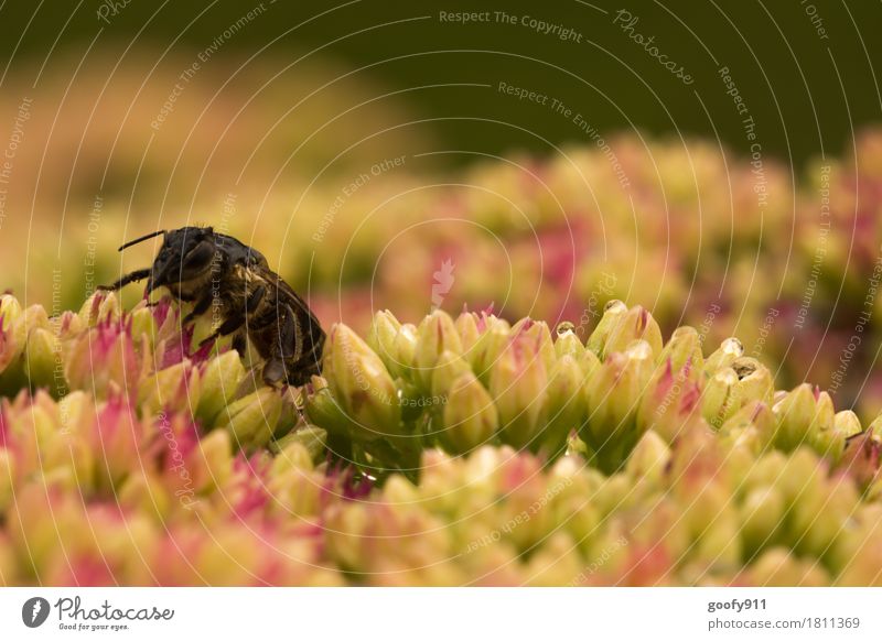 Nasses Bienchen Umwelt Natur Wasser Wassertropfen Frühling Sommer schlechtes Wetter Unwetter Regen Gewitter Pflanze Blüte Wildpflanze Garten Park Tier Nutztier