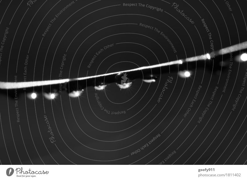Wasserperlenreihe Umwelt Natur Luft Wassertropfen Frühling Sommer Klima schlechtes Wetter Unwetter Regen Gewitter Garten Park Kugel Linie Tropfen glänzend