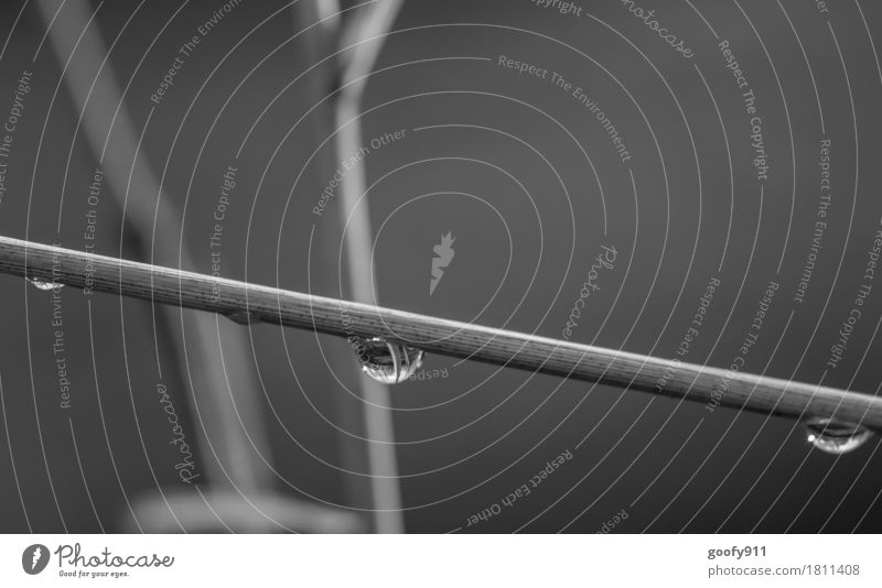 Hängende Wassertropfen Umwelt Natur Landschaft Pflanze Frühling Sommer Klima schlechtes Wetter Unwetter Regen Gewitter Sträucher Garten Park Kugel Linie Tropfen