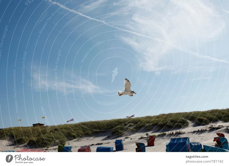 TSCHÜSS MÖWN. ... IG WAATE. Möwe Juist Gegenlicht Wind Ferien & Urlaub & Reisen Strand Seemöwe Sand Feder Meer Nordsee Erholung Pause regenerativ Vogel Tier