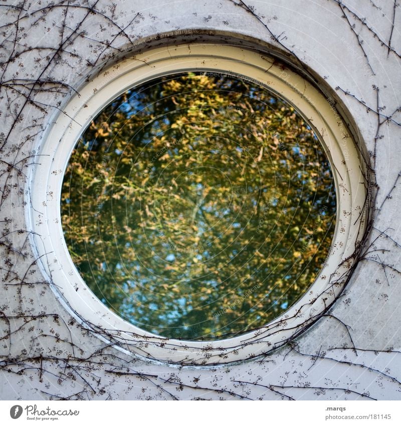 Herbst Farbfoto Außenaufnahme Experiment abstrakt Strukturen & Formen Ausflug Natur Pflanze Baum Sträucher Gebäude Fassade Fenster Beton Glas verblüht