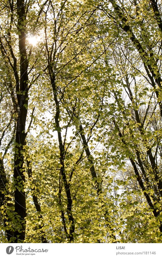 sommersonne Farbfoto Außenaufnahme Menschenleer Tag Licht Schatten Kontrast Sonnenlicht Sonnenstrahlen Gegenlicht Umwelt Natur Landschaft Pflanze Urelemente