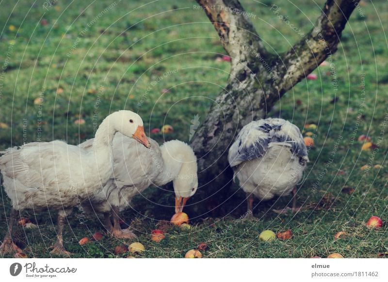 Obstmahlzeit Herbst Baum Apfel Apfelbaum Apfelernte Garten Nutztier Vogel Gans Weihnachtsbraten Gänsebraten Hans im Glück Fressen Zufriedenheit Begierde