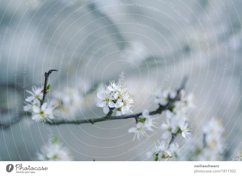 Frühling Umwelt Natur Pflanze Baum Sträucher Ast Garten Park Blühend Duft verblüht Wachstum einfach elegant frisch natürlich schön grau schwarz weiß Romantik