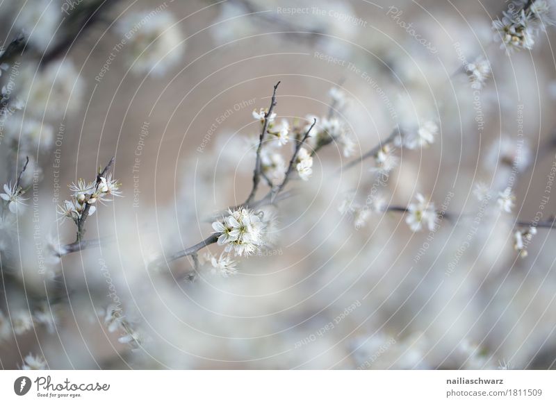 Frühling Umwelt Natur Pflanze Baum Grünpflanze Nutzpflanze Ast Apfelblüte Garten Park Blühend springen Wachstum Duft Fröhlichkeit natürlich schön grau weiß