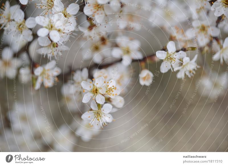 Frühling Umwelt Natur Landschaft Pflanze Blume Blüte Nutzpflanze Ast Zweig Zweige u. Äste Kirschblüten Blühend Duft springen Wachstum Fröhlichkeit natürlich