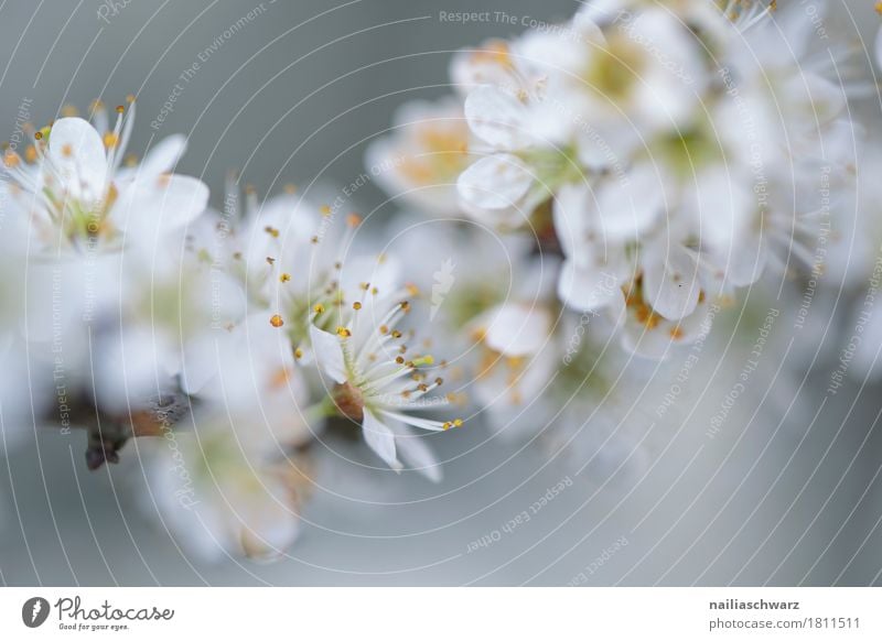 Frühling Umwelt Natur Pflanze Sommer Baum Blume Blüte Grünpflanze Nutzpflanze Ast Garten Park Wiese Blühend Duft springen Wachstum frisch natürlich weiß