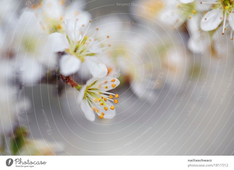 Frühling Umwelt Natur Pflanze Klima Baum Blume Blüte Nutzpflanze Ast Apfelblüte Garten Park Blühend Duft springen Wachstum frisch natürlich schön gelb grau weiß