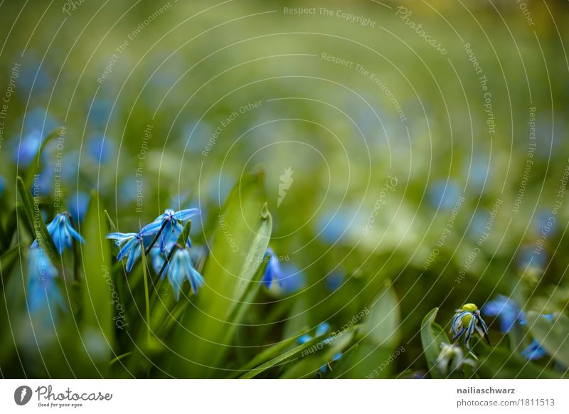 Hundszahnlilie Natur Pflanze Frühling Sommer Blume Blatt Blüte Nutzpflanze Blue Scilla Garten Park Wiese Feld Blühend Duft springen Wachstum natürlich blau grün