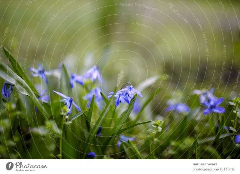 Hundszahnlilie Natur Pflanze Frühling Sommer Schönes Wetter Blume Blüte Rötling Garten Park Wiese Feld Blühend Duft springen Fröhlichkeit natürlich blau grün