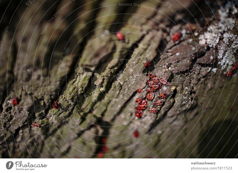 Feuerkäfer Pflanze Baum Rinde Baumrinde Tier Wildtier Käfer Insekt Kardinäle Pyrochroidae Tiergruppe Bewegung festhalten krabbeln rennen Ekel klein natürlich