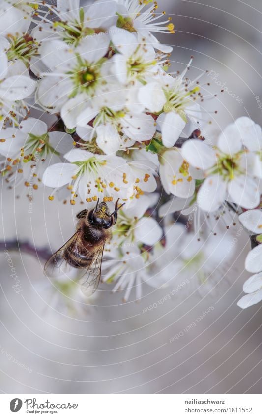 Frühling Umwelt Natur Pflanze Tier Blume Blüte Garten Park Wiese Feld Nutztier Biene Insekt 1 Arbeit & Erwerbstätigkeit Blühend Duft springen frisch natürlich