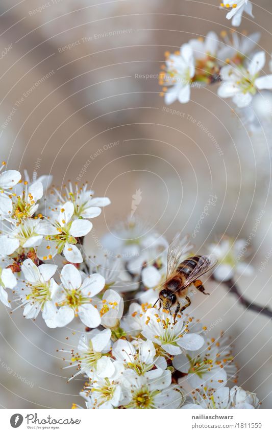 BFrühling Umwelt Natur Pflanze Tier Baum Blume Blüte Nutzpflanze Biene Insekt Arbeit & Erwerbstätigkeit Duft fliegen springen Wachstum Fröhlichkeit nah