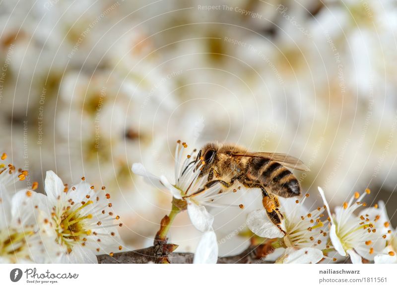 Frühling Umwelt Natur Schönes Wetter Pflanze Blume Blüte Nutzpflanze Ast Zweige u. Äste Garten Tier Insekt Biene 1 Arbeit & Erwerbstätigkeit Duft fliegen