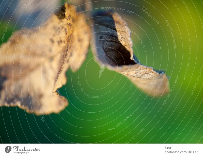 Herbst Farbfoto Außenaufnahme Detailaufnahme Makroaufnahme Menschenleer Tag Unschärfe Natur Pflanze Baum Sträucher Blatt Grünpflanze trocken braun grün schwarz