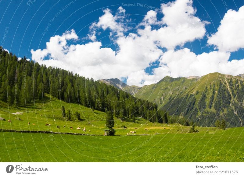 Almwiese Ferien & Urlaub & Reisen Ausflug Freiheit Sommer Sommerurlaub Berge u. Gebirge wandern Landschaft Himmel Wolken Wiese Alpen Nutztier Kuh Herde träumen