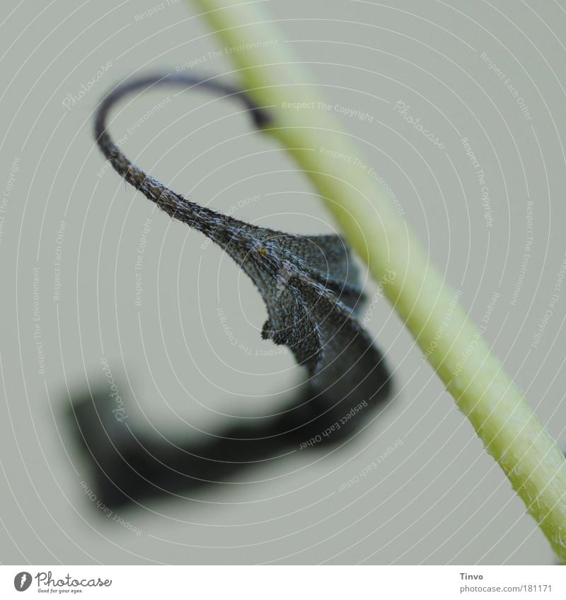 S Farbfoto Außenaufnahme Makroaufnahme Tag Kontrast Schwache Tiefenschärfe Natur Pflanze Herbst Dürre Blatt hängen dunkel trist trocken Schmerz Verfall