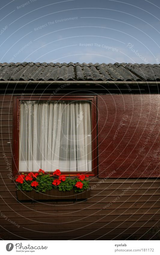 Ein Strauss Blumen vor dem Fenster Farbfoto Außenaufnahme Nahaufnahme Detailaufnahme Menschenleer Textfreiraum rechts Textfreiraum oben Textfreiraum unten Tag