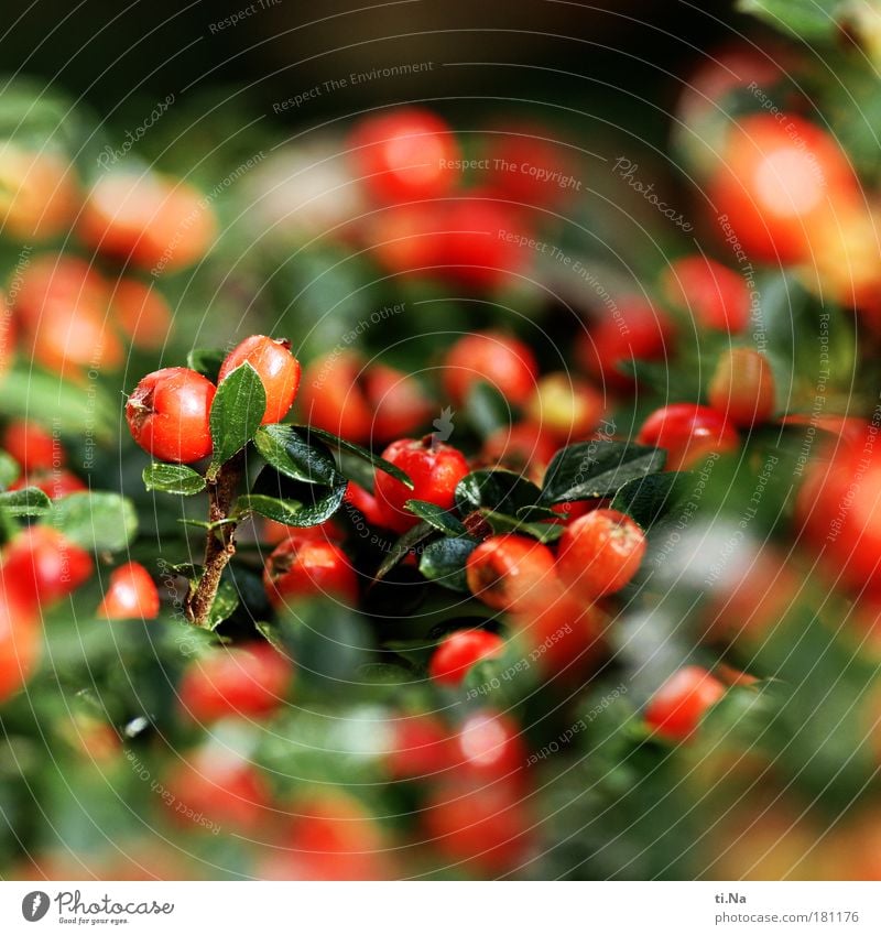 Rote Kullerbeeren Farbfoto Außenaufnahme Nahaufnahme Detailaufnahme Makroaufnahme Menschenleer Tag Schwache Tiefenschärfe Erntedankfest Umwelt Natur Landschaft