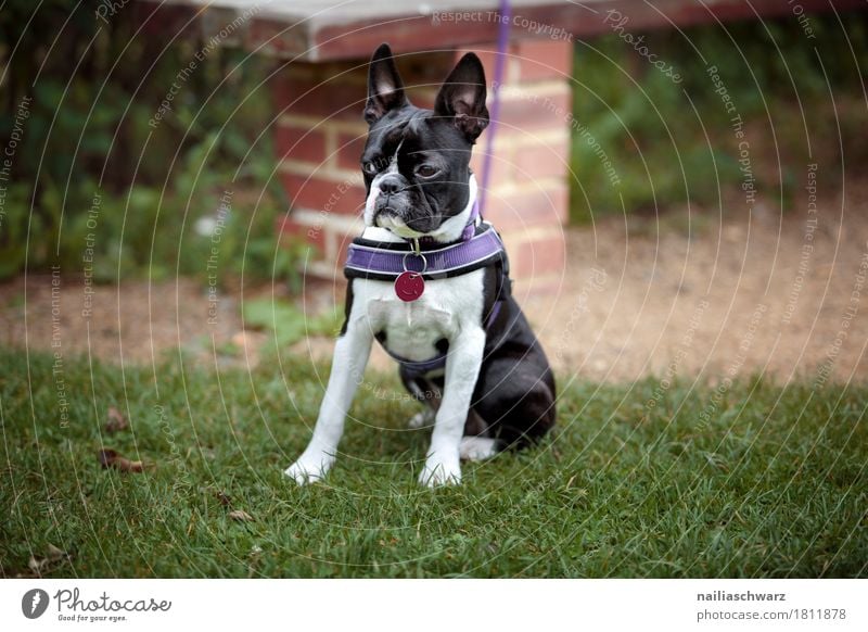 Boston Terrier Natur Frühling Sommer Gras Garten Park Wiese Feld Tier Haustier Hund französische Bulldogge 1 Tierjunges beobachten lernen Blick warten elegant