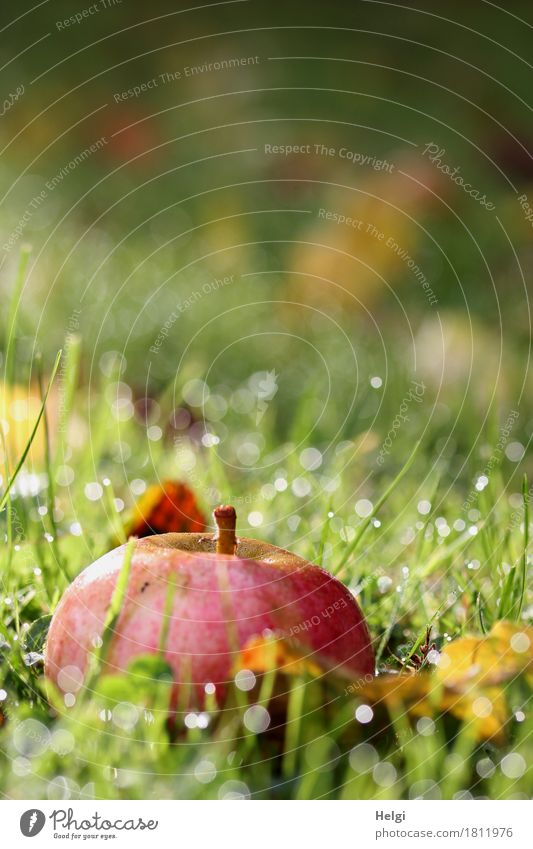 Fallobst III Lebensmittel Apfel Bioprodukte Umwelt Natur Pflanze Wassertropfen Herbst Schönes Wetter Gras Blatt Garten glänzend liegen ästhetisch authentisch