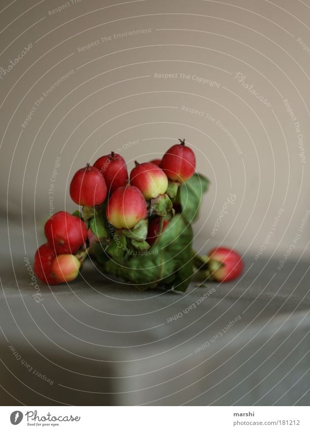 MiNiFrüchtchen Farbfoto Nahaufnahme Detailaufnahme Lebensmittel Frucht Ernährung Pflanze Blatt klein gelb grün rot winzig Beeren Johanniskraut liegen