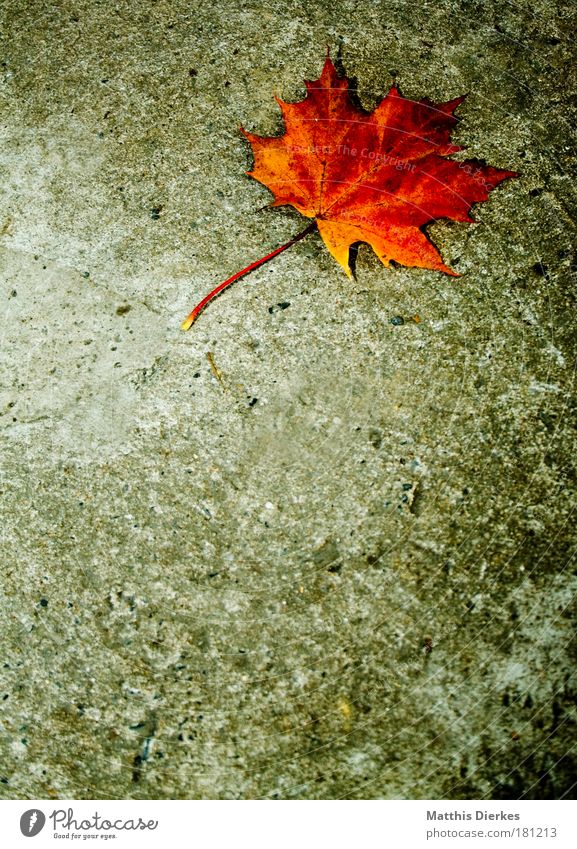 Ahorn Blatt Zacken Bodenbelag Stengel Beton Einsamkeit einzeln einzigartig gold goldgelb Schimmelpilze trist Herbst schön Ahornblatt Verfall Ende herbstlich