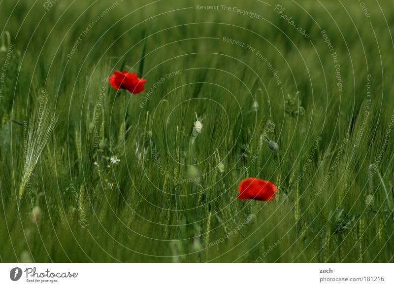 Mohn Amour Farbfoto Außenaufnahme Menschenleer Textfreiraum rechts Textfreiraum unten Tag Sonnenlicht Zentralperspektive Getreide Umwelt Natur Sommer Pflanze