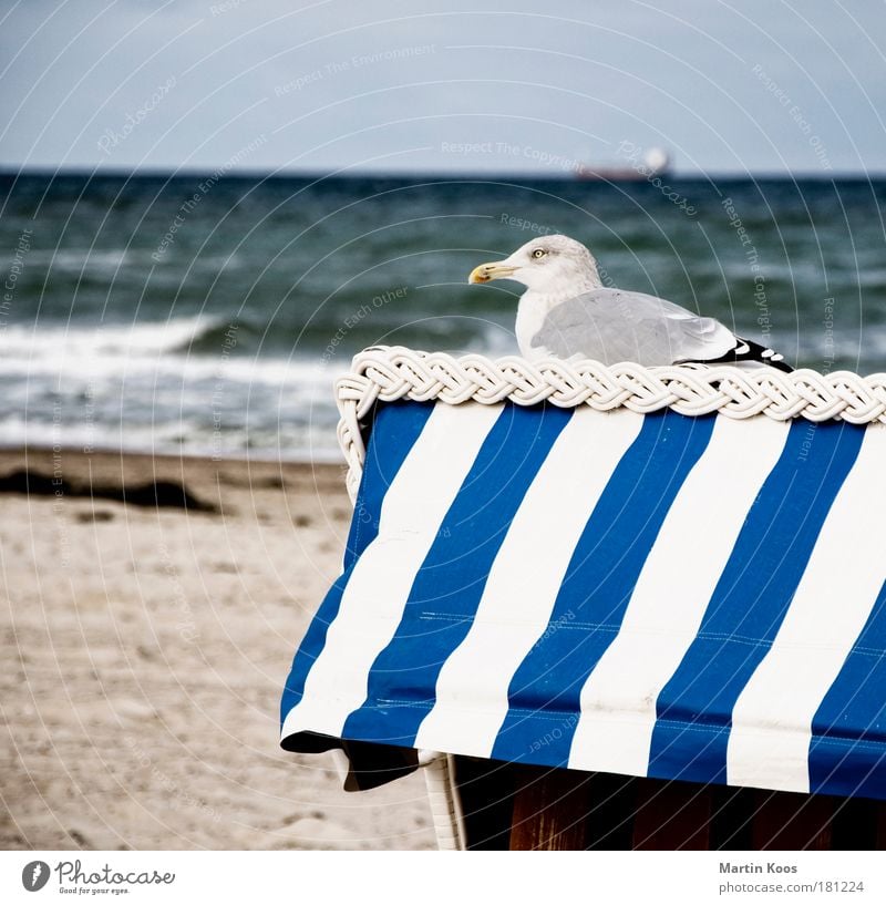 ausbrüten Natur Landschaft Sand Wasser Sommer Herbst Wetter Wellen Küste Strand Nordsee Ostsee Tier Vogel Möwe 1 beobachten Erholung frieren hocken Blick sitzen