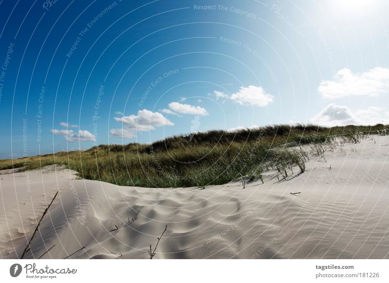 WEISSE DÜNE, NORDERNEY Stranddüne Düne weiß Dünengras Farbfoto Textfreiraum oben Norderney Ostfriesland Norddeutschland Insel Nordsee Gegenlicht Sonnenlicht