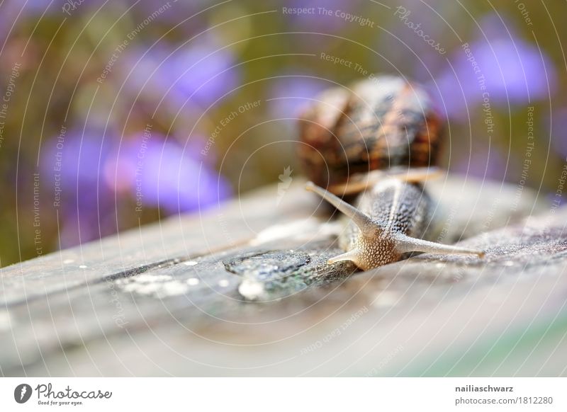 Schnecke im Garten Tier Pflanze Blume Park Wildtier 1 beobachten krabbeln rennen Blick natürlich Neugier niedlich schleimig schön braun grau grün violett