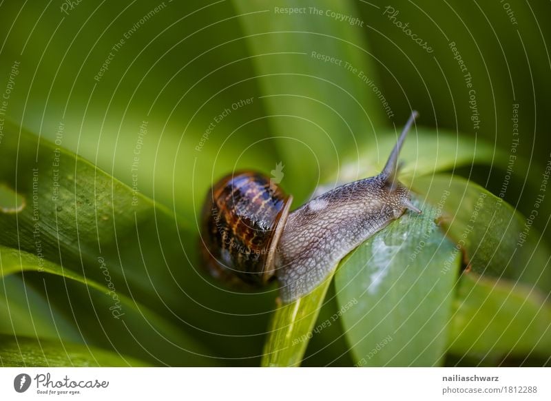 Schnecke Umwelt Natur Pflanze Gras Blatt Garten Park Wiese Wald Tier Wildtier 1 festhalten krabbeln einfach nah natürlich Neugier niedlich weich braun grün