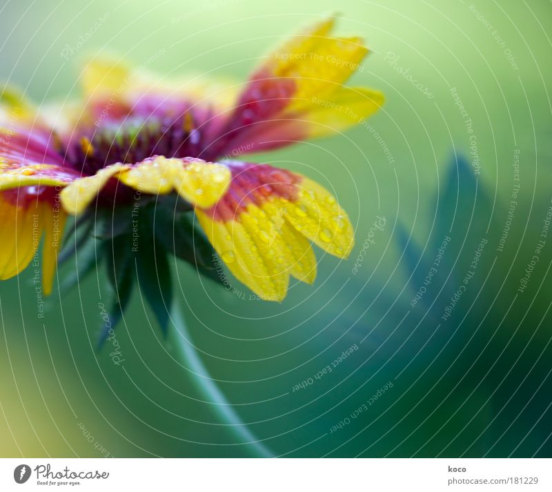 eine blume für john Farbfoto mehrfarbig Außenaufnahme Detailaufnahme Makroaufnahme Menschenleer Textfreiraum rechts Morgen Licht Schatten Unschärfe Natur