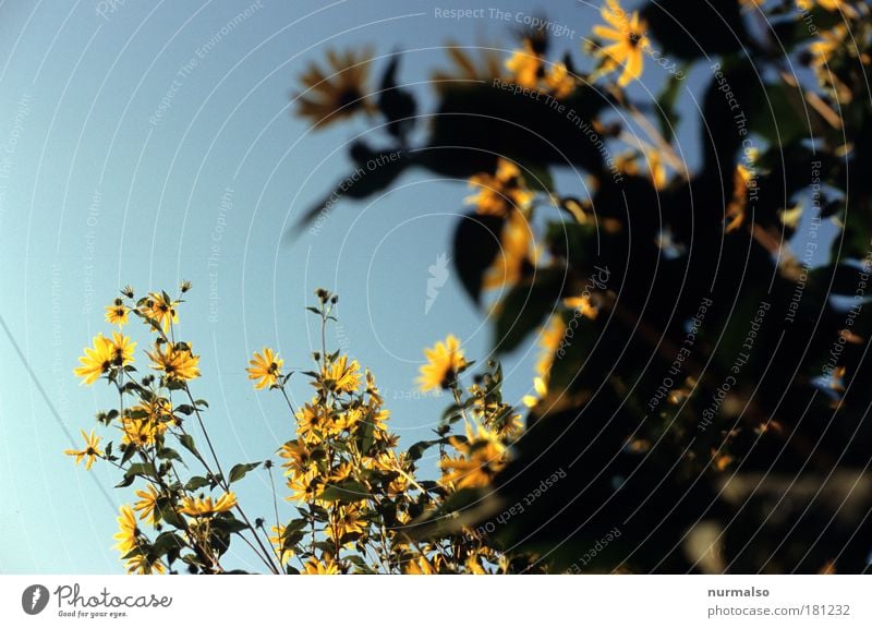 was zählt? Farbfoto Morgen schön Freizeit & Hobby Traumhaus Kunst Gemälde Natur Pflanze Tier Himmel Wolkenloser Himmel Sonne Herbst Blume Blatt Blüte Park Feld