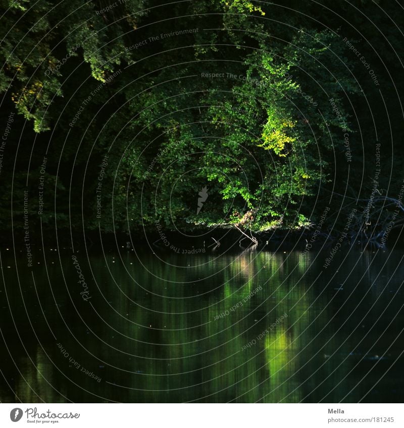 Geheimversteck Umwelt Natur Landschaft Pflanze Wasser Sommer Herbst Baum Park Seeufer Teich Wachstum dunkel natürlich grün Stimmung ruhig Einsamkeit