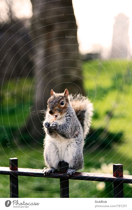 sweet Farbfoto Außenaufnahme Tag Tierporträt Wegsehen Natur Park 1 sitzen frech niedlich Klischee süß Tourismus Umwelt Eichhörnchen Nuss nagen Hyde Park