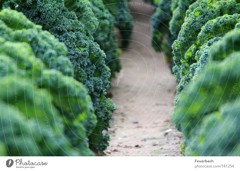 Dschungelweg? Lebensmittel Gemüse Suppe Eintopf Ernährung Mittagessen Bioprodukte Vegetarische Ernährung gut bürgerlich Winter Erntedankfest Gartenarbeit