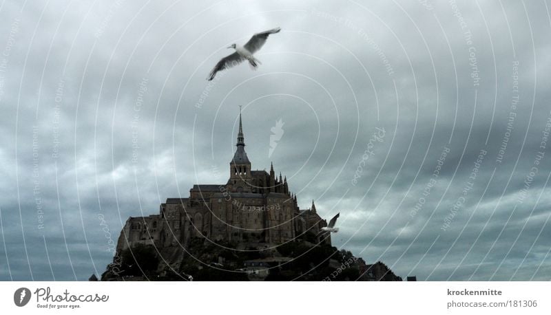 sightseeing flight schlechtes Wetter Unwetter Frankreich Bauwerk Architektur Kloster Sehenswürdigkeit Wahrzeichen Mont St. Michel Tier Vogel Flügel Taube 2