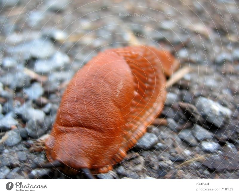 Schnecke über Schotter Nacktschnecken langsam steinig