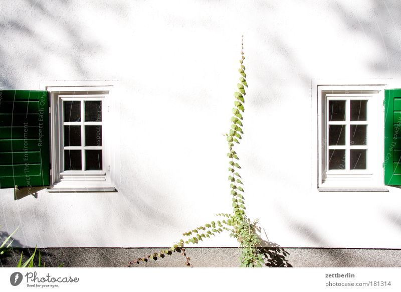 Zwei Fenster 2 weiß Garten Haus Gartenhaus Schrebergarten Efeu Ranke Gardine Fensterbogen Fensterladen offen lüften Lüftung Luft laube holzverkleidung Sommer