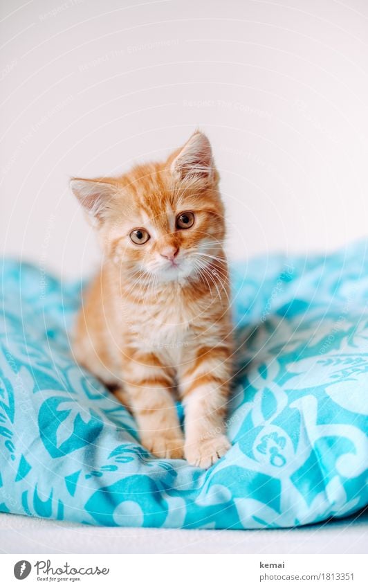 Gizmo Stil Häusliches Leben Schlafzimmer Bettdecke Tier Haustier Katze Tiergesicht Fell 1 Tierjunges Blick sitzen klein niedlich orange türkis Vertrauen